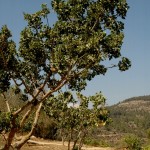 השביל הדרומי של המסלול ההיקפי