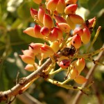 פריחה של עצי פרי בשמורת הסטף