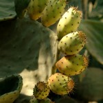 פריחת סברס בשמורת הסטף