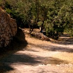 הדרך המובילה למעיין הסטף ובמקביל למעין עין ביכורה