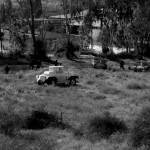 טנק קל מצרי בשחזור קרב תש"ח