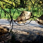 מעמד זכרוןן לחלל עומר שליט ז"ל באסון המסוקים