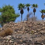 שרידי קיר שהיה ככה"נ חלק ממבנה או בית בתל יבנה