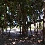 עץ הפיקוס הבנגלי המפורסם של בי"ס מקוה ישראל