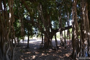 עץ הפיקוס הבנגלי המפורסם של בי"ס מקוה ישראל