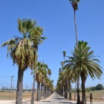 שדרת עצי הדקל בבי"ס מקוה ישראל