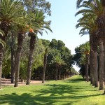 שדרת העצים בכניסה לגן הבוטני של בי"ס מקוה ישראל