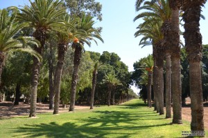שדרת העצים בכניסה לגן הבוטני של בי"ס מקוה ישראל
