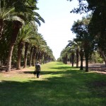 שדרת העצים בכניסה לגן הבוטני של בי"ס מקוה ישראל
