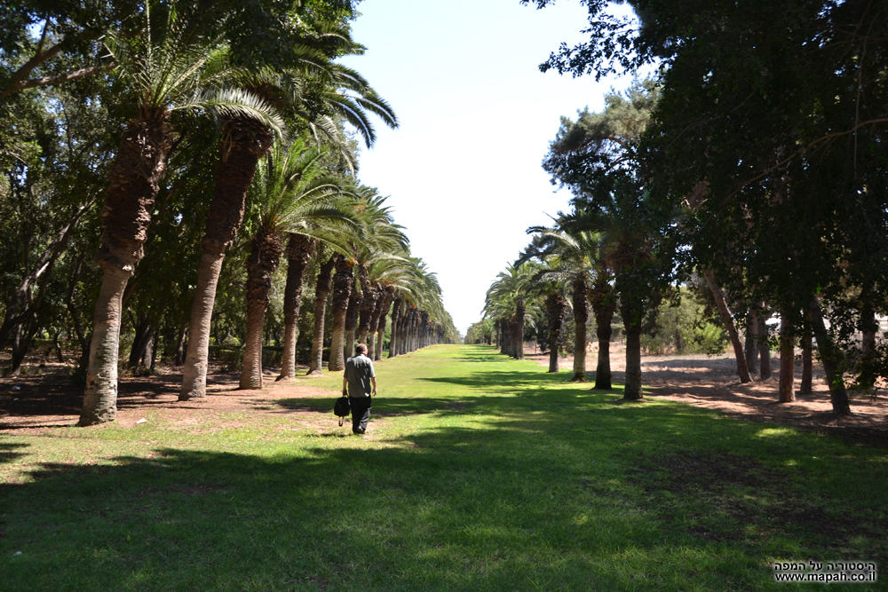 שדרת העצים בכניסה לגן הבוטני של בי"ס מקוה ישראל