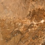 מאובן כלשהו של חיה שהיתה במקום?