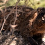 שפן סלעים מיני רבים שנמצאים בשטח מצודת נמרוד