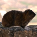 שפן סלעים מיני רבים שנמצאים בשטח מצודת נמרוד