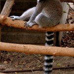 למור חום בפארק הקופים בבן שמן