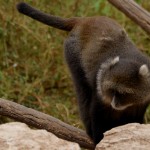 גונון לבן סנטר בפארק הקופים בן שמן