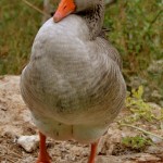 אווז בפינת החי של פארק הקופים בבן שמן
