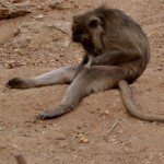 רגע אינטימי שכזה - מקוק סרטנים