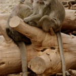 מקוק סרטנים