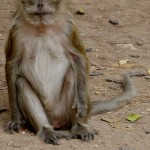 מקוק סרטנים