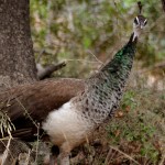 טווס בפארק הקופים יער בן שמן