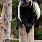 גונון ירוק בפארק הקופים יער בן שמן