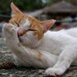 חתלתולה ג'ינג'ית ידידותית בפארק הקופים יער בן שמן