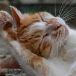 חתלתולה ג'ינג'ית ידידותית בפארק הקופים יער בן שמן