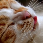 חתלתולה ג'ינג'ית ידידותית בפארק הקופים יער בן שמן