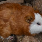 שרקן בפינת הליטוף של פארק הקופים בבן שמן