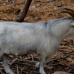 תיש בפינת הליטוף בפארק הקופים יער בן שמן