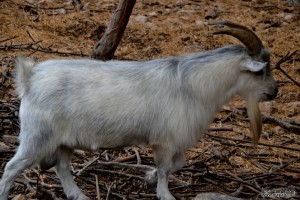 תיש בפינת הליטוף בפארק הקופים יער בן שמן