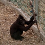 מנסה לברוח דרך הגדר החשמלית בפארק הקופים בן שמן