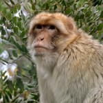 הקוף החושב בפארק הקופים יער בן שמן