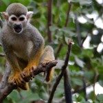 קופיף זעיר עם מבט די חייזרי