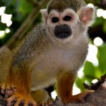 קופיף זעיר עם מבט די חייזרי