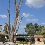 מבנה נפחיית אשבל המשוחזר במזכרת בתיה