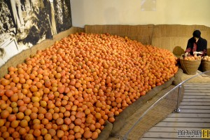 ערימת התפוזים באולם האריזה בפרדס מינקוב