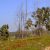 פריחה אדומה ביער בארי - צילום: אפי אליאן