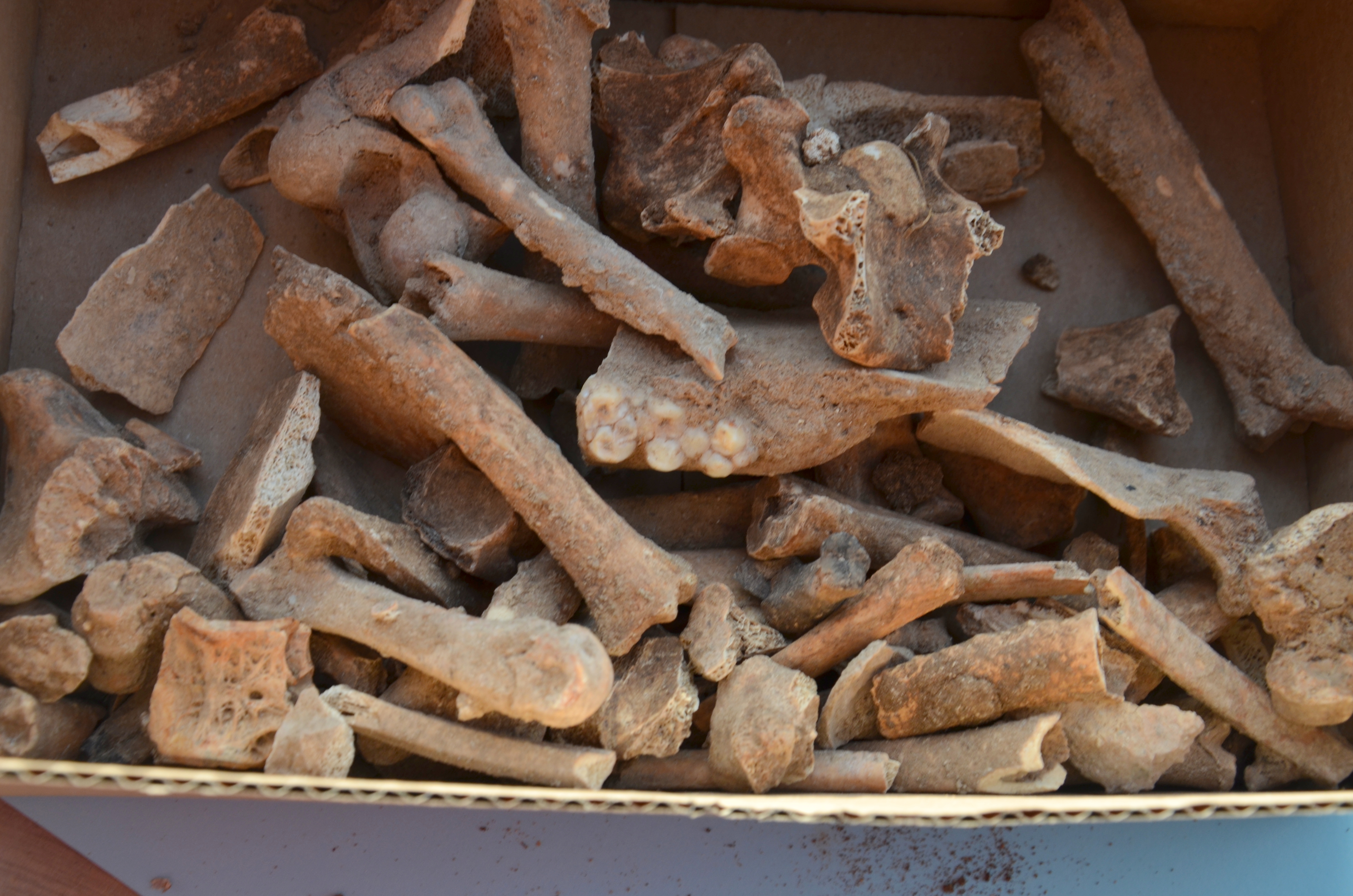עצמות מלפני כ-5000 שנה שנתגלו בחפירה, בניהם חזירי בר, כבשים ועיזים - צילום: יולי שוורץ