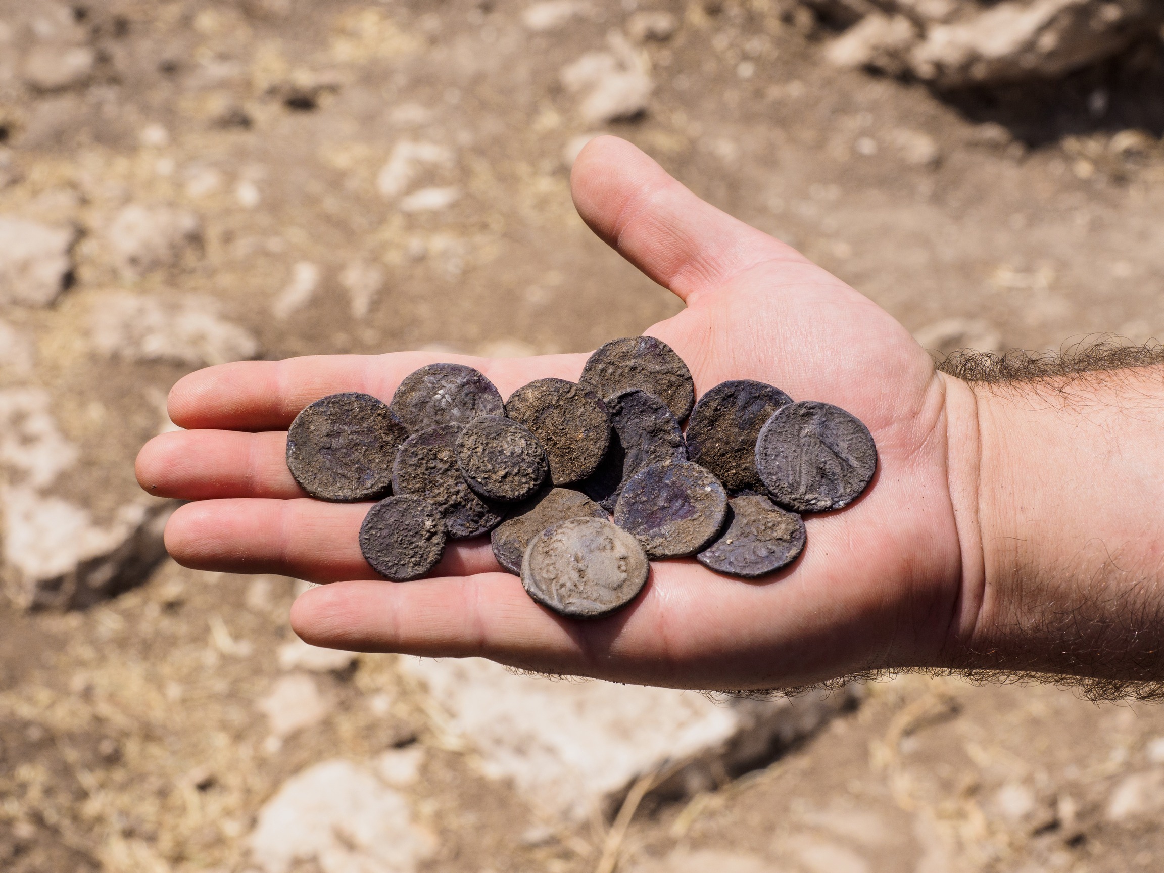 מטמון מטבעות הכסף שנמצא בבית האחוזה. צילום: אסף פרץ