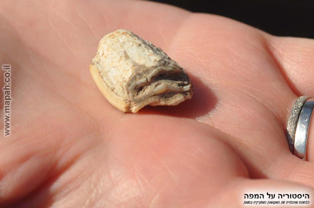 שן בקר שנמצאה באתר עין אסור