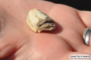 שן בקר שנמצאה באתר עין אסור