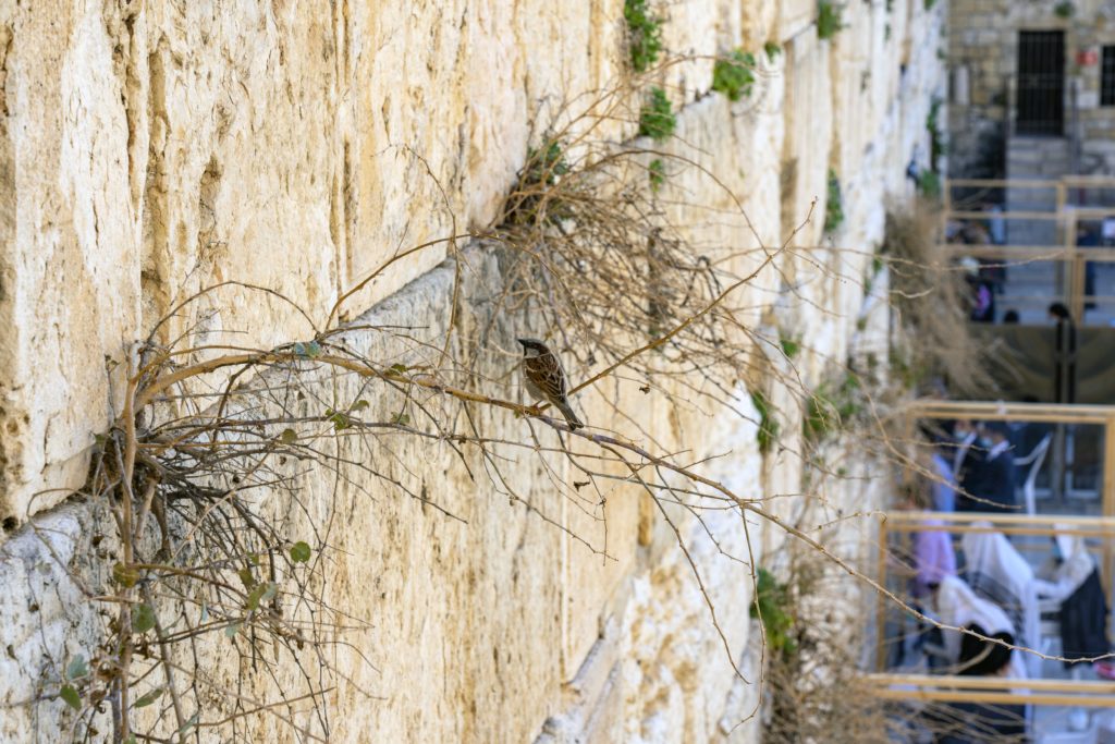 צמחייה ובעלי כנף המקוננים בין אבני הכותל המערבי - צילום: יניב ברמן 