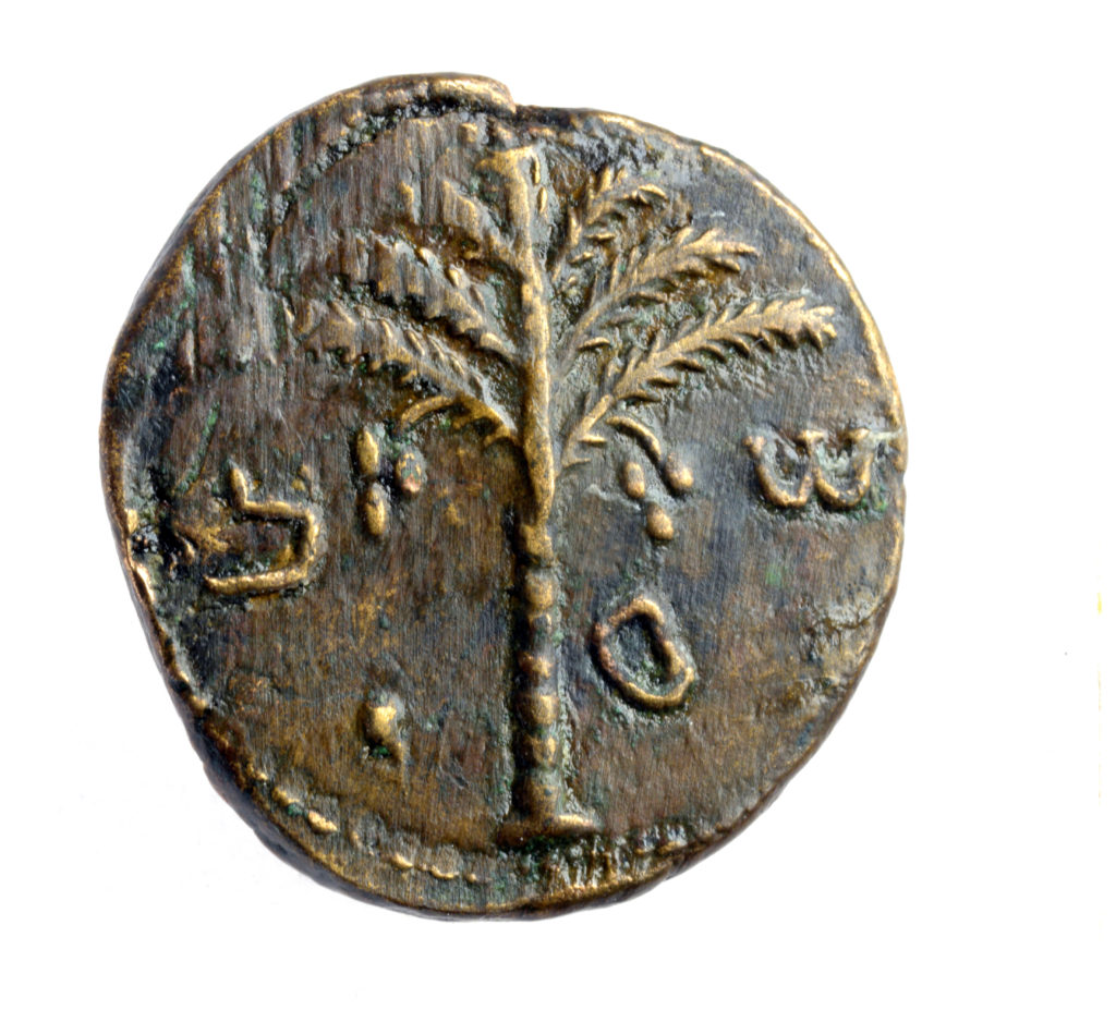 מטבע שעליו דוגמת עץ תמר ושמו של שמעון צילום קלרה עמית 