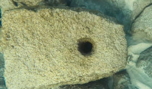 עוגן אבן כפי שנחשף תחת המים בחוף הכרמל - צילום: שלומי קצין