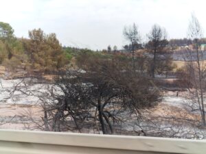 בוסתני מנזר השתקנים בלטרון לאחר שנשרפו כליל בשריפת האש הגדולה - צילום: מורן יונה אליאן