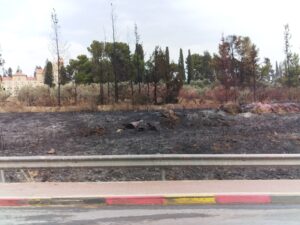 בוסתני מנזר השתקנים בלטרון לאחר שנשרפו כליל בשריפת האש הגדולה - צילום: מורן יונה אליאן