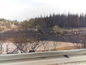 בוסתני מנזר השתקנים בלטרון לאחר שנשרפו כליל בשריפת האש הגדולה - צילום: מורן יונה אליאן
