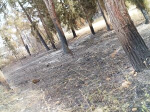נזקי השריפה הגדולה בפארק עוצבות השריון לטרון - צילום: מורן יונה אליאן