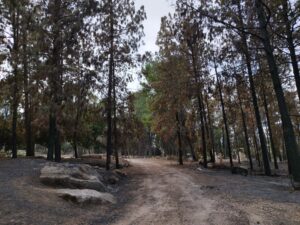נזקי השריפה הגדולה בפארק עוצבות השריון לטרון - צילום: מורן יונה אליאן